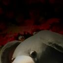 ���������� ��������������, ���� ������� ������, 29 ���, ������������ ��� ������, ����� � ���������