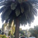 ���������� ��������, ���� ������� ������, 36 ���, ������������ ��� ������, ����� � ���������