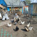 ���������� ������, ���� ������� �������, 39 ���, ������������ ��� ������, ����� � ���������