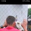 ���������� ���������, ���� ������� ��������, 49 ���, ������������ ��� ������, ����� � ���������