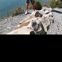 ���������� ��������, ���� ������� �������, 31 ���, ������������ ��� ����� � ���������, c�������� ���������, ���������