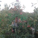  ,   , 57 ,     , c , 