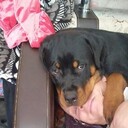 ���������� �����, ���� ������� �������, 37 ���, ������������ ��� ����� � ���������, ���������