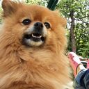 ���������� �����-���������, ���� ������� ����, 49 ���, ������������ ��� ����� � ���������, c�������� ���������