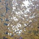 ���������� �������, ���� ������� ������, 37 ���, ������������ ��� ���������