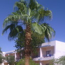 ���������� �������, ���� ������� ����, 41 ���, ������������ ��� ����� � ���������, c�������� ���������