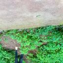 ���������� ������, ���� ������� ���, 27 ���, ������������ ��� ������, ����� � ���������