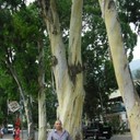 ���������� ���������, ���� ������� �������, 47 ���, ������������ ��� ����� � ���������, c�������� ���������