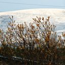 ���������� ����, ���� ������� �����, 39 ���, ������������ 