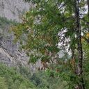 ���������� ������, ���� ������� Absentars, 42 ����, ������������ ��� ������, ����� � ���������