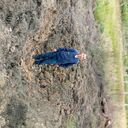  -,   , 38 ,   ,   , c , 