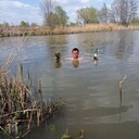 ���������� �������, ���� ������� ���������, 36 ���, ������������ ��� ������, ����� � ���������