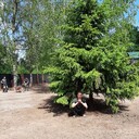 ���������� �����-���������, ���� ������� ������, 34 ����, ������������ ��� ������, ����� � ���������