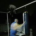 ���������� �������, ���� ������� Vin, 36 ���, ������������ ��� ������, ����� � ���������