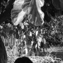 ���������� ���������, ���� ������� Jahongir, 30 ���, ������������ ��� ������, ����� � ���������, c�������� ���������