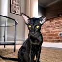 ���������� ������-��-����, ���� ������� �����, 38 ���, ������������ ��� ������, ����� � ���������