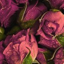 ���������� ����������, ���� ������� ������, 55 ���, ������������ ��� ����� � ���������, c�������� ���������