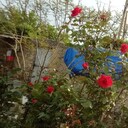 ���������� ����, ���� ������� Ramil, 46 ���, ������������ ��� c�������� ���������, ���������