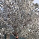 ���������� ��������, ���� ������� �����, 51 ���, ������������ ��� ������, ����� � ���������, c�������� ���������