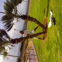  ,   , 55 ,   ,   , c , 