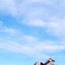 ���������� ������, ���� ������� ������, 38 ���, ������������ ��� ������, ����� � ���������, c�������� ���������, ���������