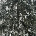 ���������� ����������, ���� ������� ������, 44 ����, ������������ ��� ������, ����� � ���������