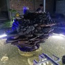 ���������� ������, ���� ������� BRAYN MILLS, 39 ���, ������������ ��� ������, ����� � ���������, c�������� ���������