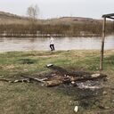 ���������� ����������, ���� ������� ���, 36 ���, ������������ ��� c�������� ���������, ���������