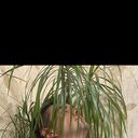 ���������� ���������, ���� ����� ����, 24 ����, ������������ ��� ���������