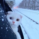 ���������� ������������, ���� ������� �������, 35 ���, ������������ ��� ������, ����� � ���������