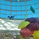 ���������� �����-���������, ���� ������� ������, 54 ����, ������������ ��� ������, ����� � ���������, ���������