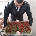 ���������� ���������, ���� ������� ������, 38 ���, ������������ ��� ������, ����� � ���������