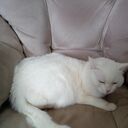 ���������� ������������, ���� ������� ����, 54 ����, ������������ ��� ������, ����� � ���������, c�������� ���������