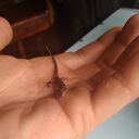 ���������� �����, ���� ������� A������, 40 ���, ������������ ��� c�������� ���������