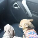 ���������� ��������, ���� ������� ���������, 34 ����, ������������ ��� ������, ����� � ���������