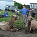 ���������� ������, ���� ������� ��Ш��, 43 ����, ������������ ��� ������, ����� � ���������, c�������� ���������