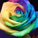 ���������� �������, ���� ������� ����, 35 ���, ������������ ��� ������, ����� � ���������, c�������� ���������