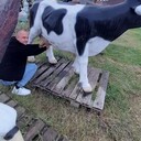  ,   , 43 ,   ,   