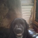 ���������� �������, ���� ������� �������, 44 ����, ������������ ��� c�������� ���������