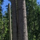 ���������� �����-���������, ���� ������� ����, 50 ���, ������������ ��� ������, ����� � ���������, c�������� ���������, ���������