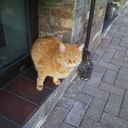 ���������� �������, ���� ������� Sasa, 39 ���, ������������ 