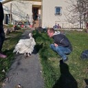 ���������� ���������, ���� ������� ������, 44 ����, ������������ ��� c�������� ���������