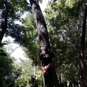 ���������� �������, ���� ������� Roma, 37 ���, ������������ ��� ������