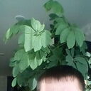 ���������� ����, ���� ������� ����, 43 ����, ������������ ��� ������, ����� � ���������