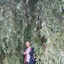  ,   , 51 ,   ,   , c 