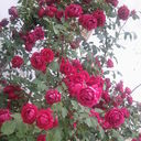  ,   Cebiyev, 61 ,   