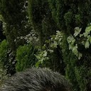  ,   SHVARC, 40 ,   
