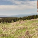  Kruje,   Edi, 41 ,   ,   , c 