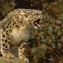  ,   Aaaaa, 39 ,   
