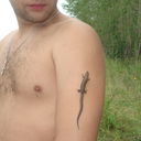 ���������� ������, ���� ������� ������, 36 ���, ������������ ��� ������, ����� � ���������, c�������� ���������